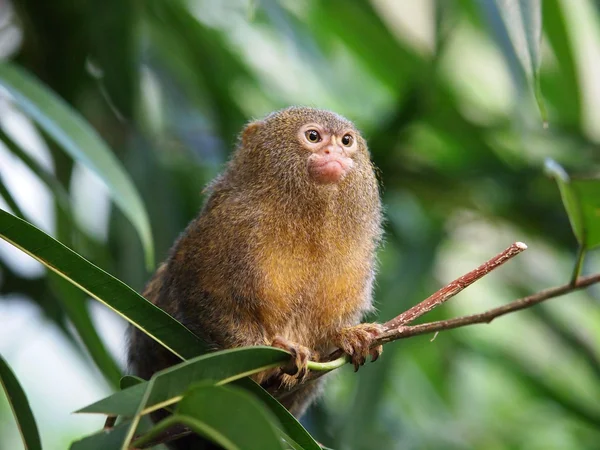 Macaco-pigmeu — Fotografia de Stock