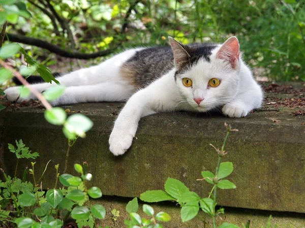 Bir mezar taşı üzerinde kedi — Stok fotoğraf