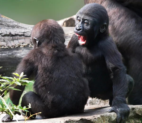 Gorilas yongsters jugando — Foto de Stock