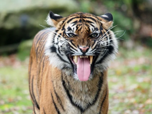 Porträt eines Tigers — Stockfoto