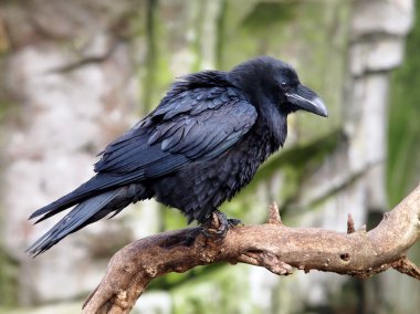 Portrait of a Raven clipart