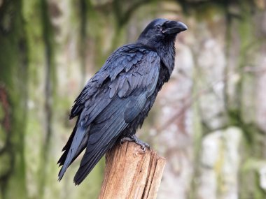 Portrait of a Raven clipart