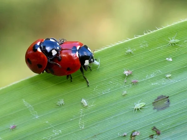 Apareamiento lady bugs — Foto de Stock