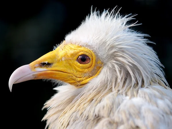 Egyptian Vulture — Stock Photo, Image