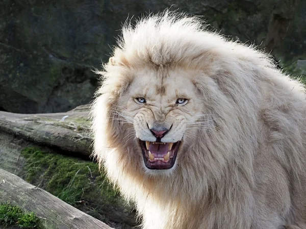 White lion — Stock Photo, Image