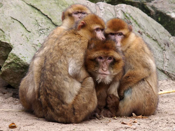 Macacos berberes — Fotografia de Stock