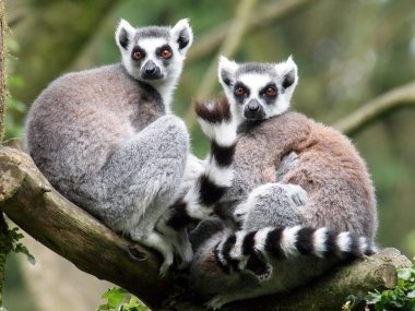 Ring-tailed lemurs clipart