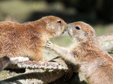 Prairie Dogs Kissing clipart