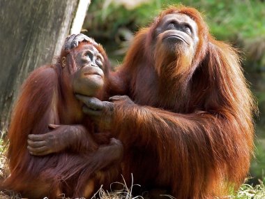 orangutanlar
