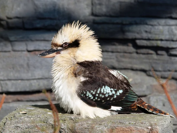 Kookaburra — Stockfoto