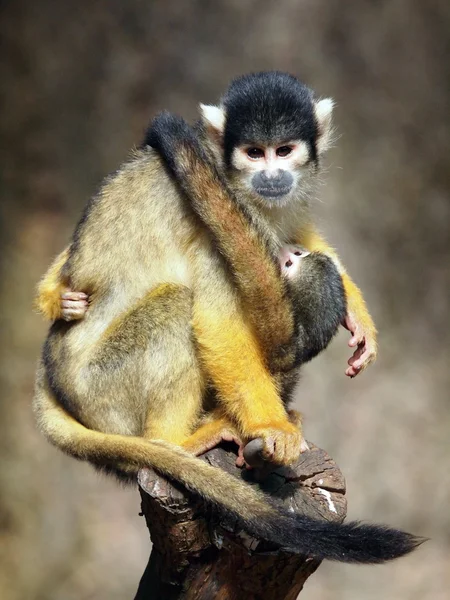 Mother and baby squirrel monkey — Stock Photo, Image
