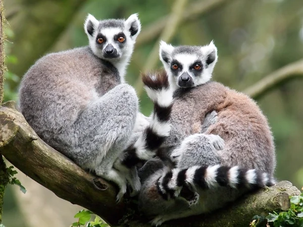 Ring-Tailed Lemurlar — Stok fotoğraf