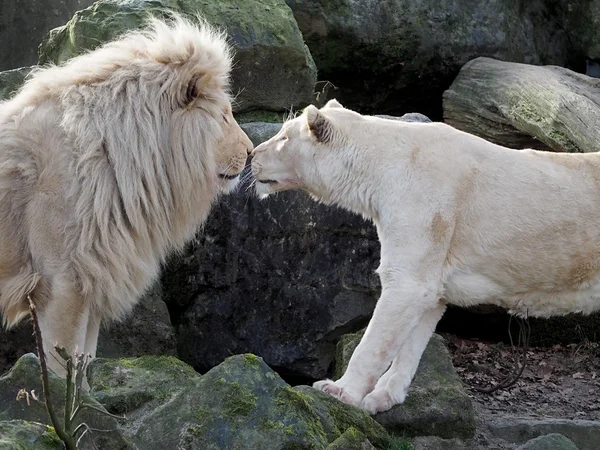 Bílá lions — Stock fotografie