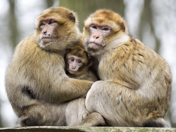 Macacos berberes com bebê — Fotografia de Stock