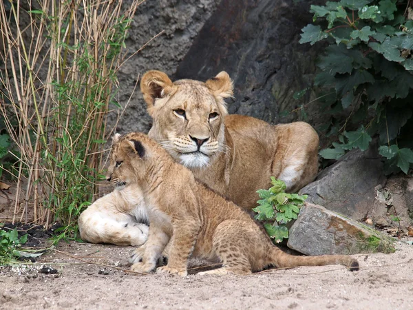 Lioness and cub — Stock Photo, Image