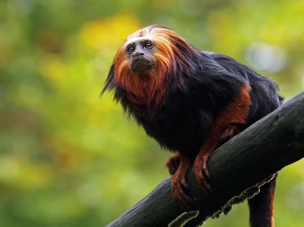 Aslan pembe maymun — Stok fotoğraf