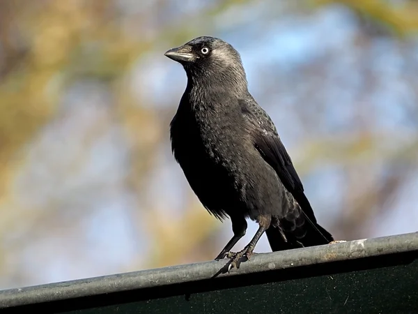 Jackdaw perched — Stock Photo, Image