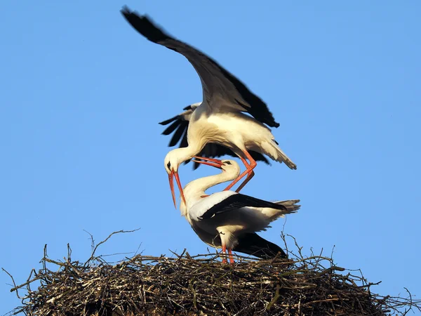 Leyleklerin yuva üzerinde birkaç