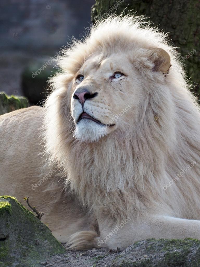 León blanco — Fotos de Stock © EBFoto #61988701
