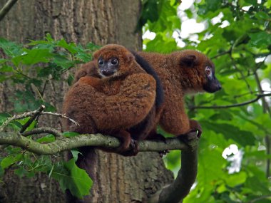 Red bellied lemurs clipart