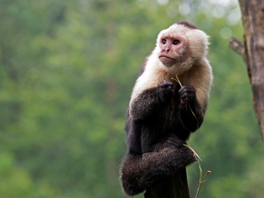 capuchin maymunu