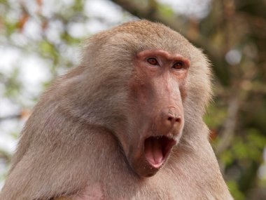 Bir babunun portresi.