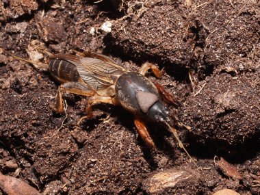 Gryllotalpa gryllotalpa