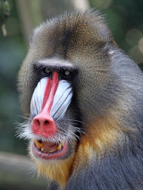 Portrait of the adult mandrill clipart