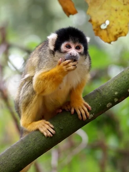 Portrait of a squirrel monkey — Stock Photo, Image