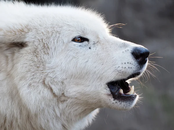 Huilende wolf — Stockfoto