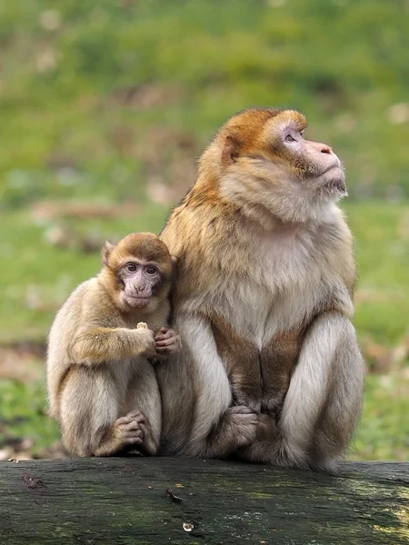 Monos bereberes —  Fotos de Stock