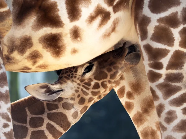 Girafe bébé — Photo