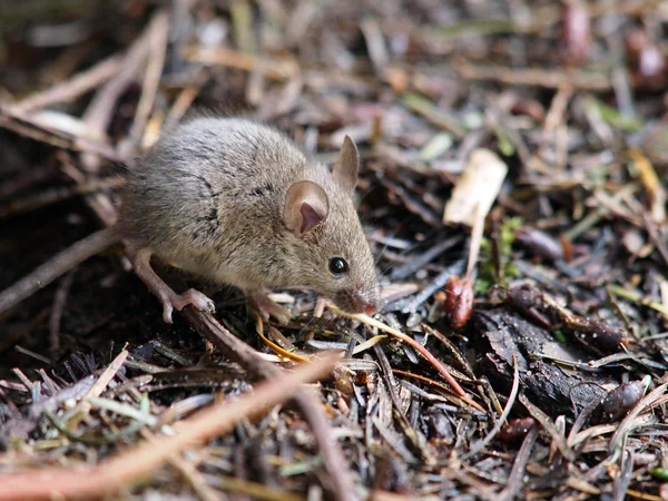 Maus — Stockfoto