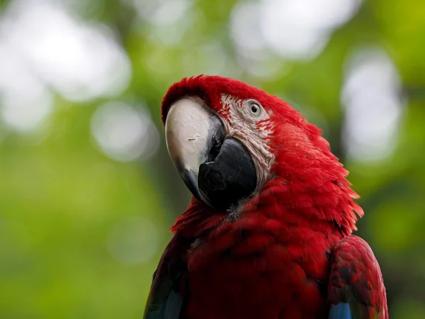 Green-winged macaw - Ara chloroptera — Stock Photo, Image