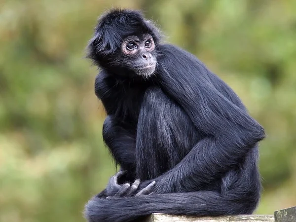 Spider Monkey — Stock Photo, Image