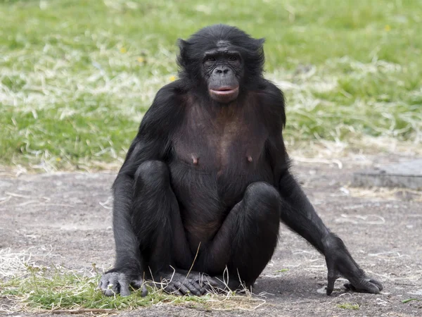 Otların arasında oturan Bonobo — Stok fotoğraf