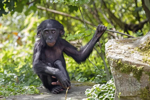 A Bonobo baba portré — Stock Fotó