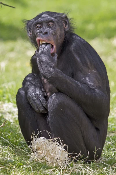 Bonobo sidder i græsset - Stock-foto