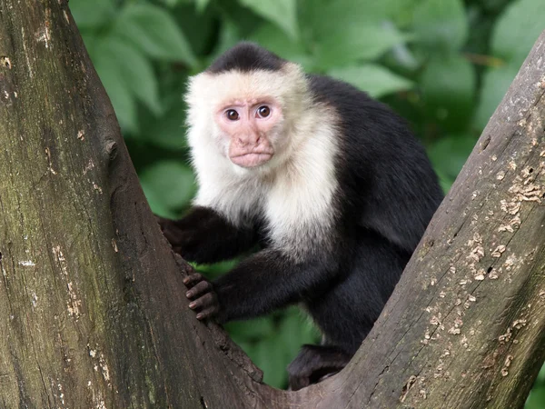 Capuchin apa — Stockfoto