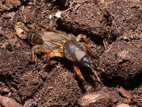 Gryllotalpa gryllotalpa — Stockfoto