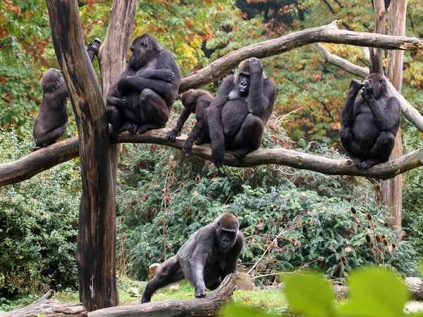 Familia de gorilas — Foto de Stock