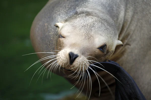 Relaxed sea lion — Stock Photo, Image