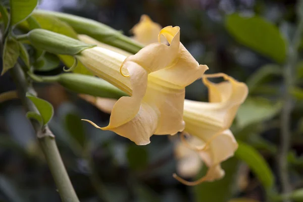 Yellow Datura — Stock Photo, Image