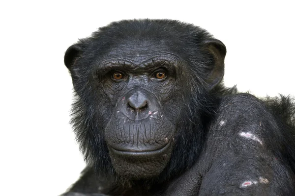Шимпанзе мужского пола — стоковое фото