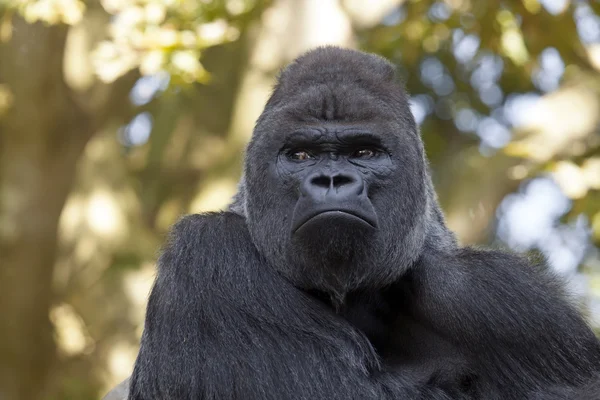 Porträt eines Gorilla-Männchens — Stockfoto