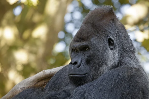 Egy gorilla férfi portréja — Stock Fotó