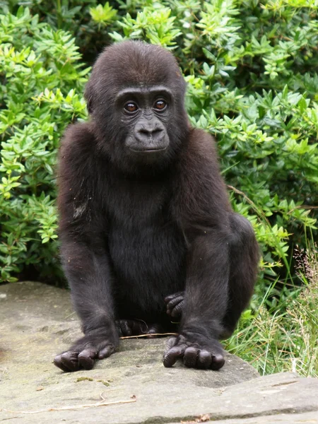 Gorilla baby — Stockfoto