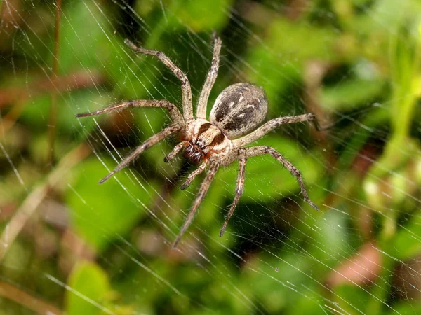 Aranha de funil — Fotografia de Stock