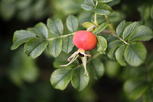 Makro szczegółów obrazu rose hip — Zdjęcie stockowe