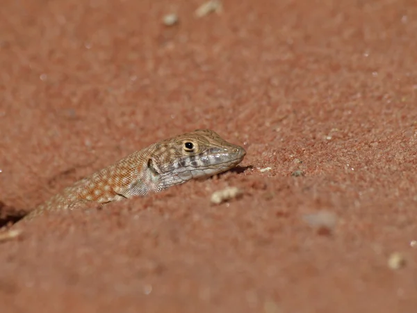 Close-up de lagarto no deserto — Fotografia de Stock